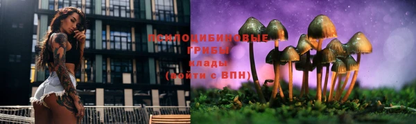apvp Алзамай